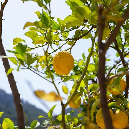 Dream In Alconasser Soller